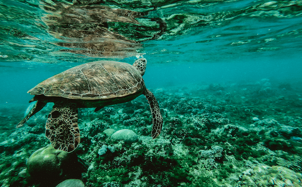 5 WAYS TO CELEBRATE WORLD OCEANS DAY