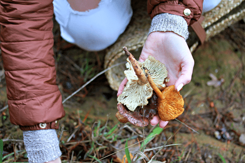 DELHEIM ESTATE’S EXPERT-ASSISTED WILD MUSHROOM FORAGE RETURNS