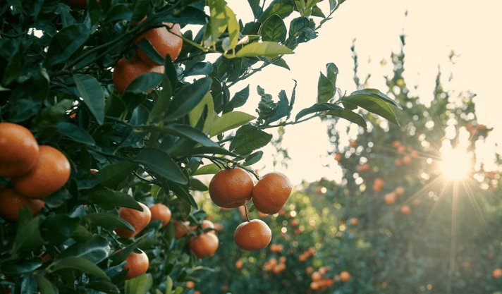 CELEBRATE A ZEST FOR LIFE AT BOSCHENDAL'S CITRUS FESTIVAL