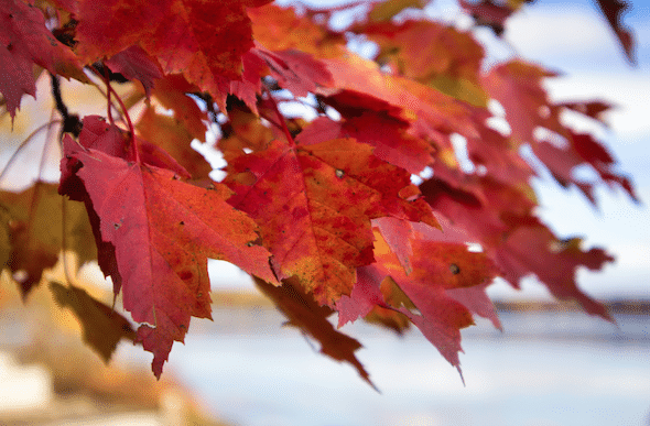 Autumn in South Africa: Protect your home