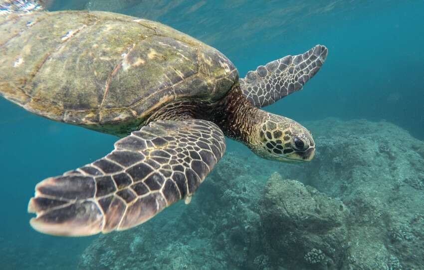 Dive into Action: Get Involved in World Ocean Day Clean-Up