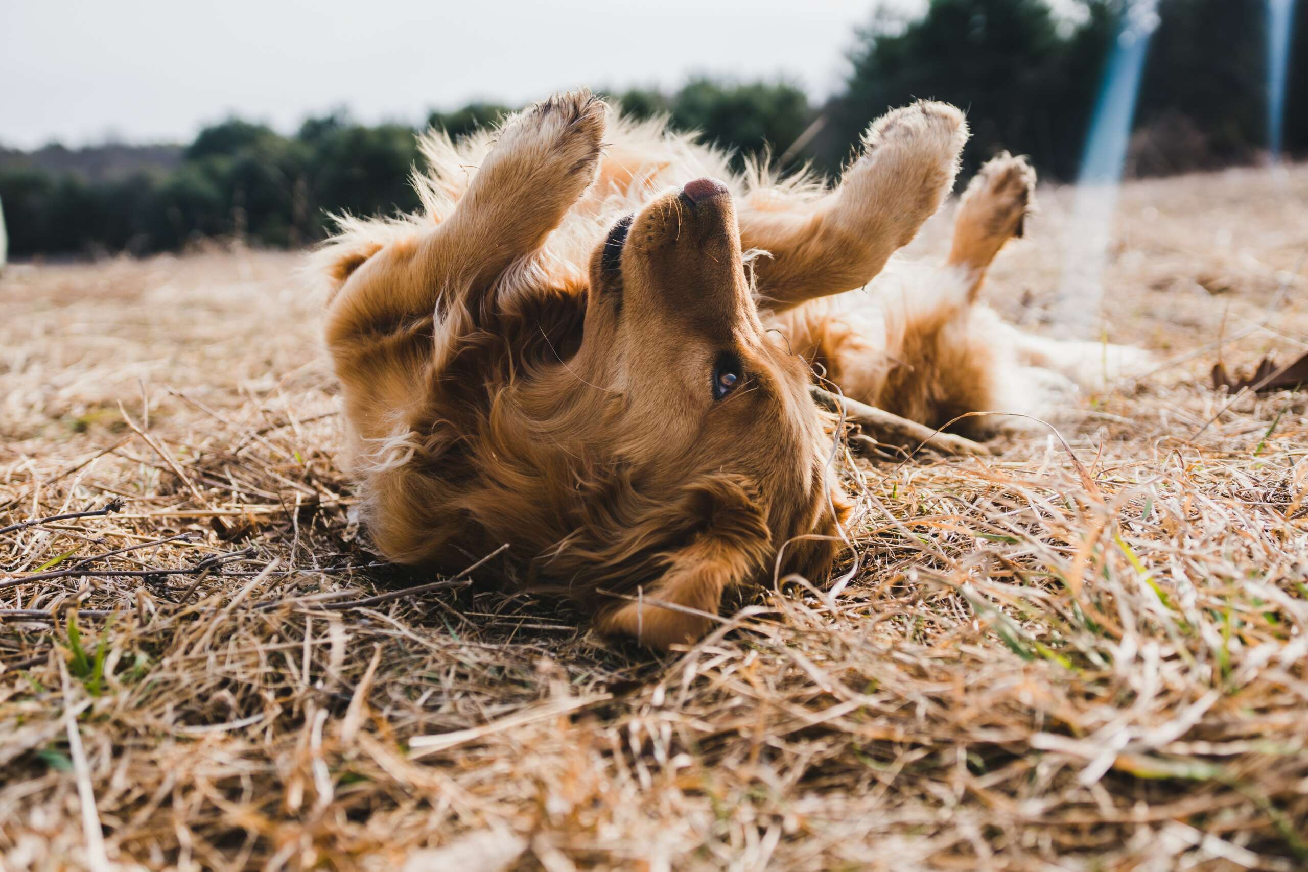 Four ways to show dogs love this International Dog Day