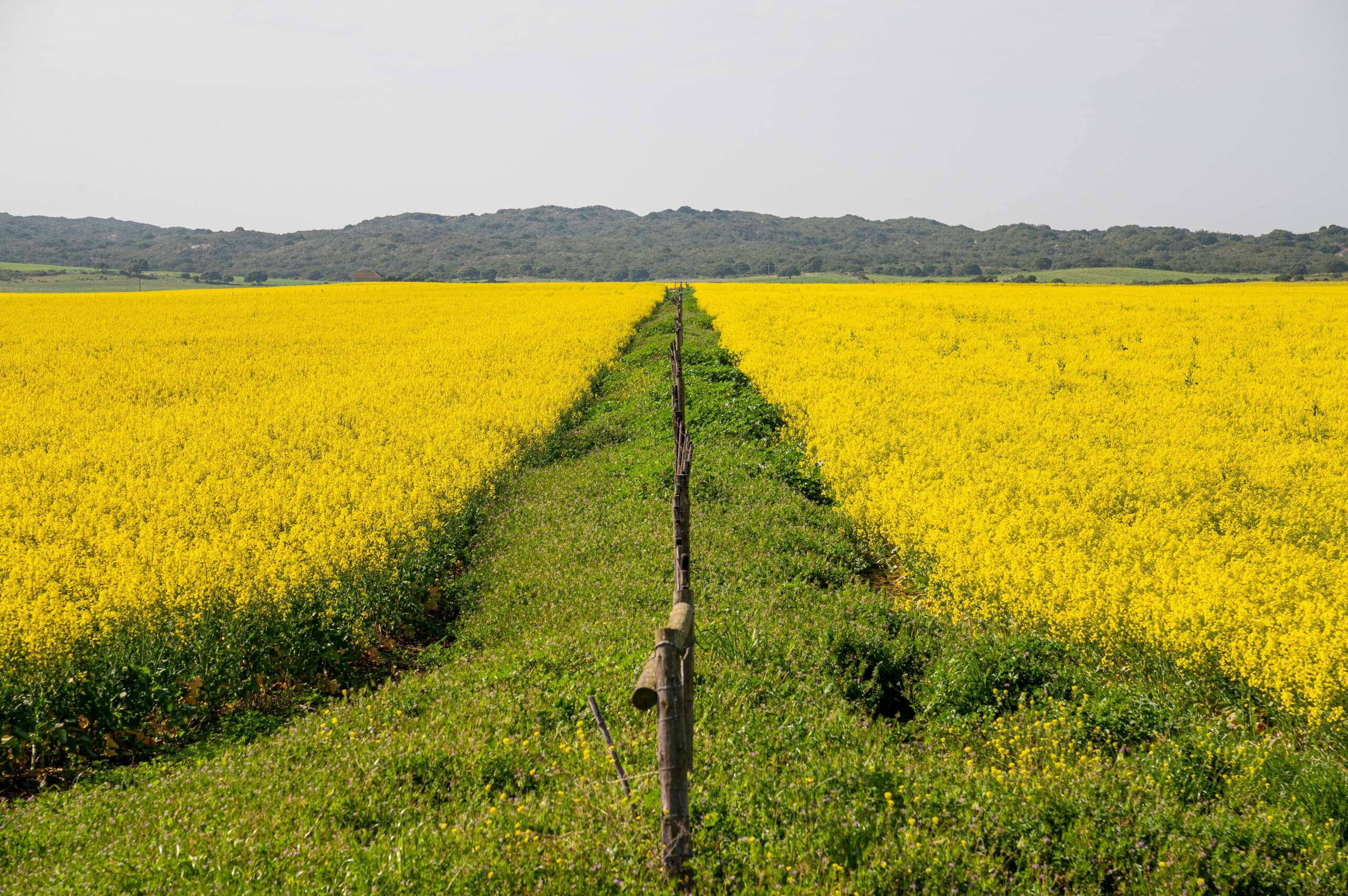 Southern Oil Promotes Canola Oil as the Ultimate Choice for Health-Conscious Consumers