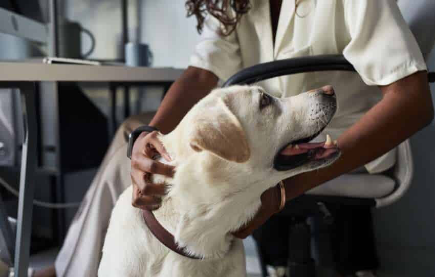 Add Excitement To Your Workday By Taking Your Dog With You