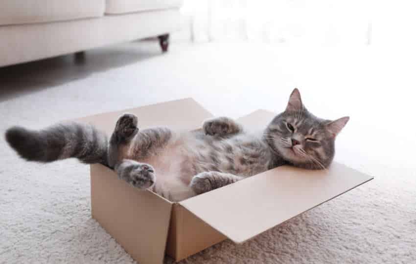 World Cat Domination Day