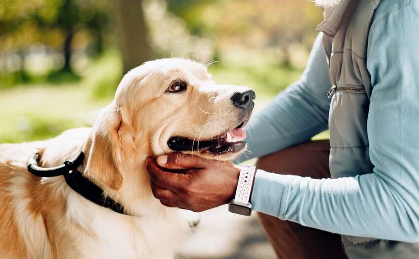 Celebrate Pet Promise Day by being the best pet parent you can be