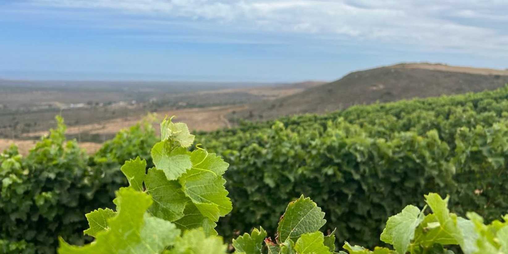 Introducing The Fairview Darling Sauvignon Blanc 2024
