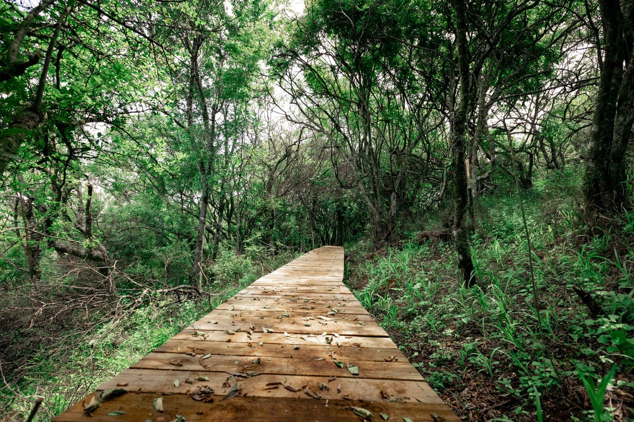 A Fresh Path Awaits: Explore Brahman Hills’ Brand-new Forest Walk!