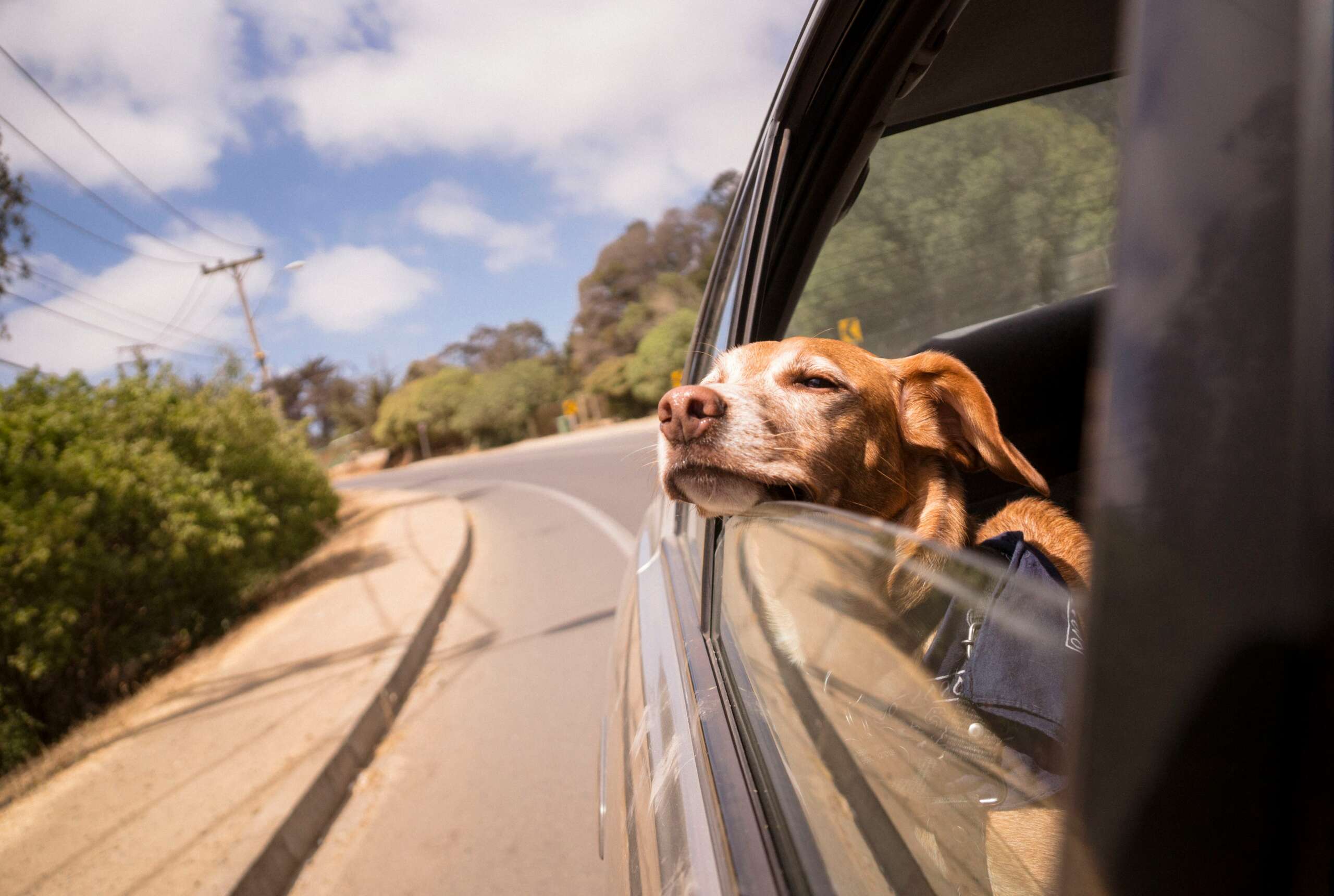 Fur the Love of Travel: Explore Bergrivier with Your Pet