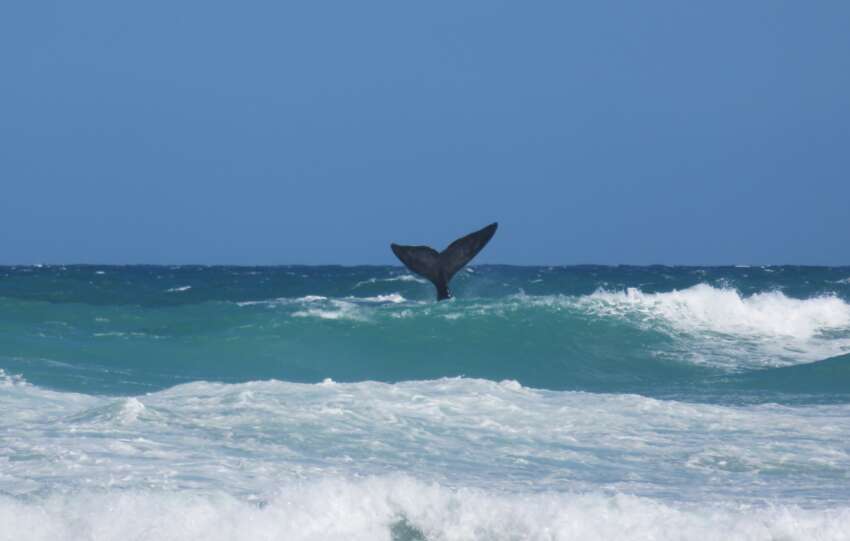 De Hoop Collection’s Wine Whales & Music Weekend 2025