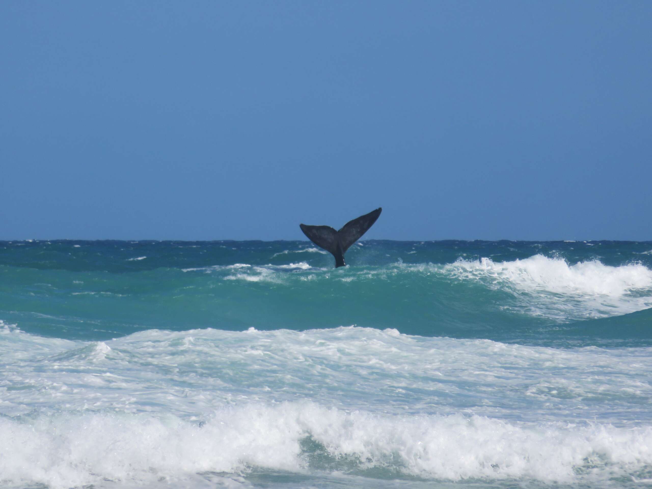 De Hoop Collection’s Wine Whales & Music Weekend 2025