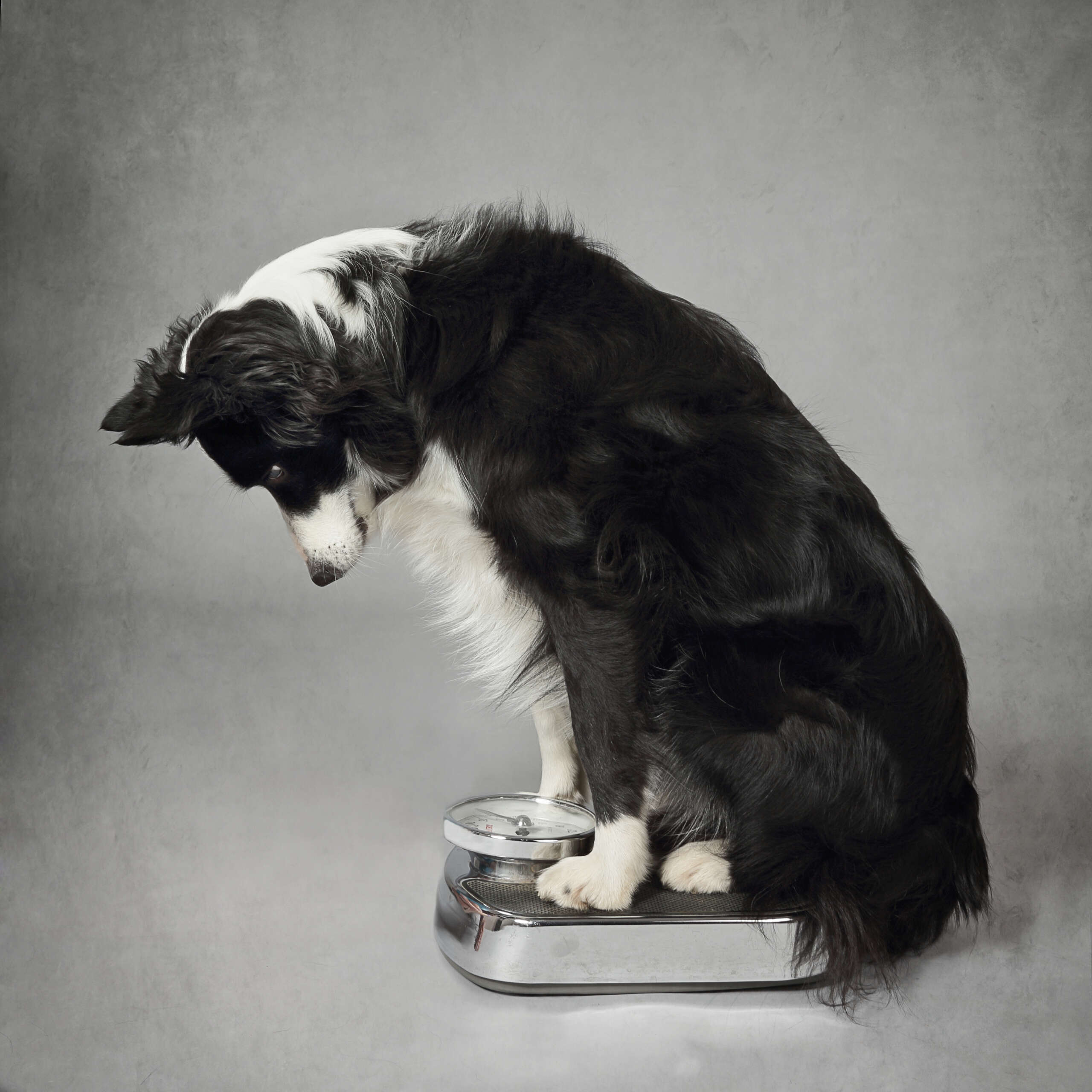 Are You Loving Your Pet a Little Too Much at Mealtimes?