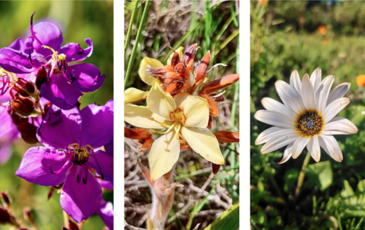 West Coast in Bloom – Book Now or Miss Out on This Once-a-Year Spectacle