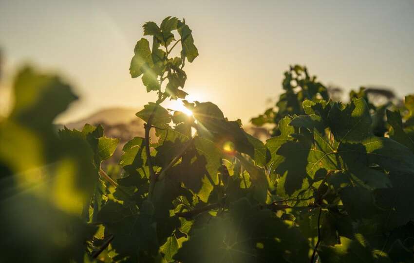 Wellington’s Old Vines Make The Perfect Winter Retreat