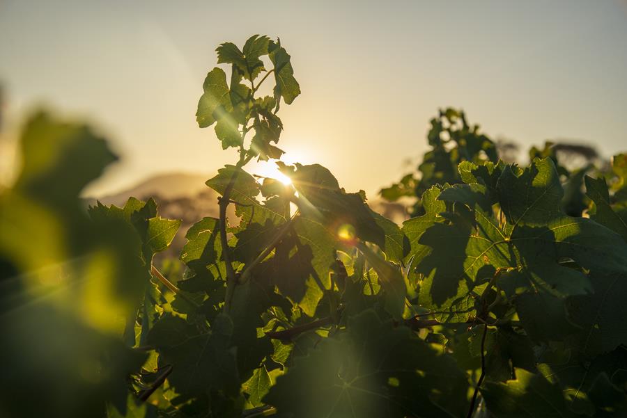 Wellington’s Old Vines Make The Perfect Winter Retreat