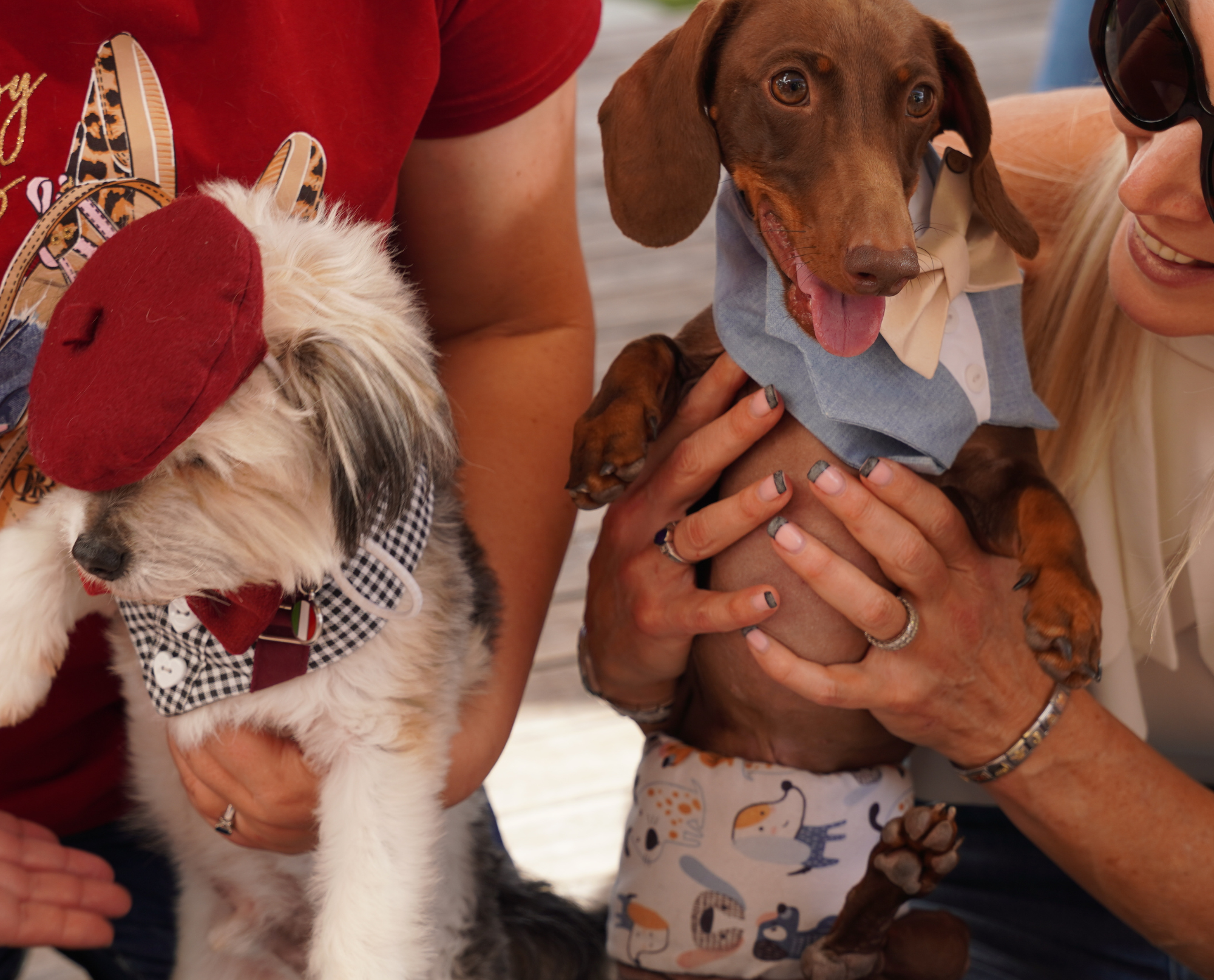 President Hotel's Doggy High Tea Returns for Summer Season
