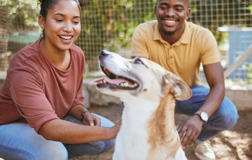 1.7 million stray dogs, one simple way to make a difference this International Dog Day
