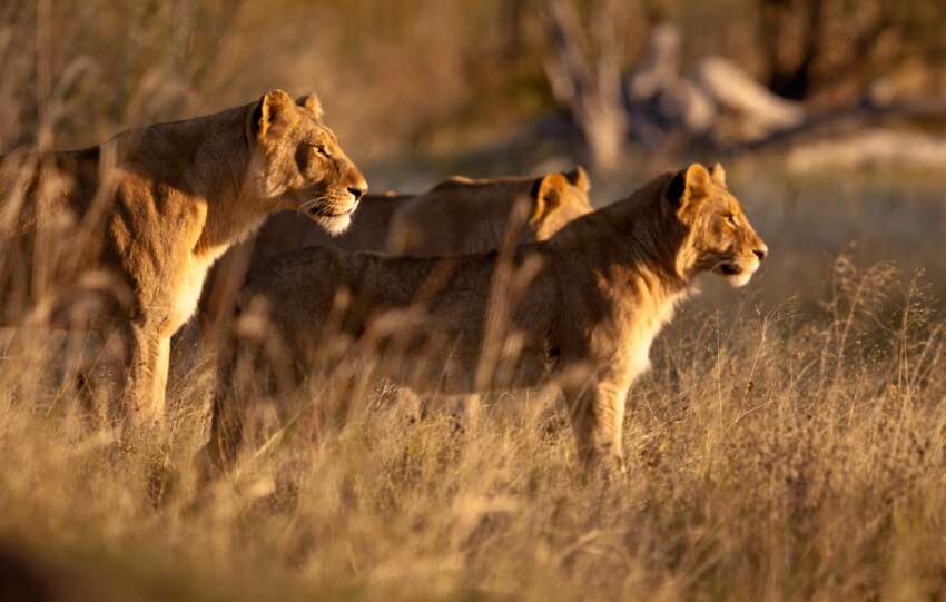 Untamed Africa Celebrated on Nat Geo Wild this August