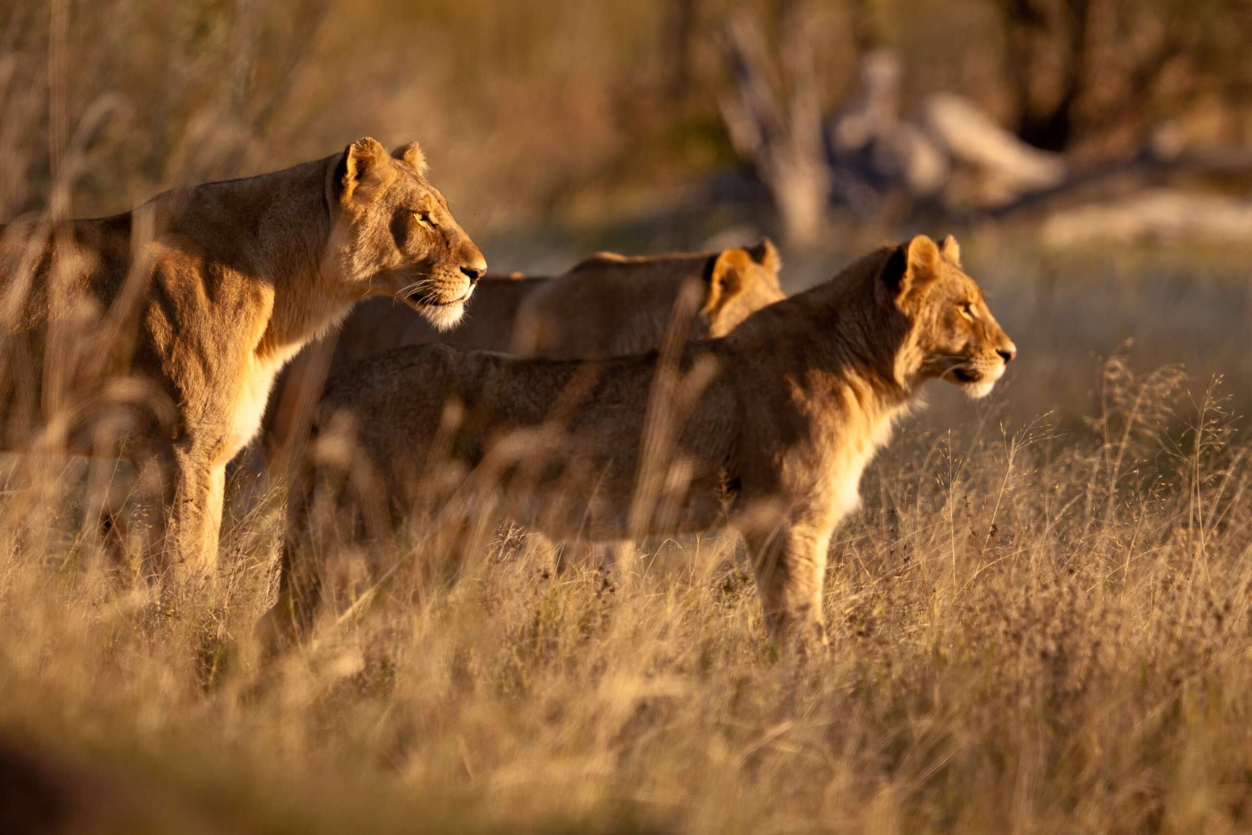 Untamed Africa Celebrated on Nat Geo Wild this August