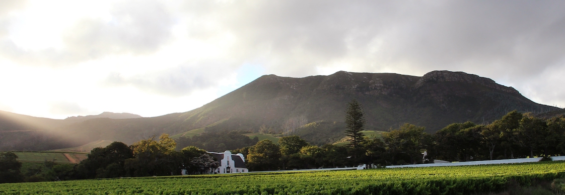 Groot Constantia's Grand Constance: A Legacy Celebrated Among the World's Top 10 Muscats