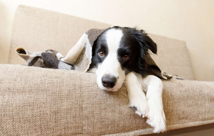 Sunlight, snuggles and serotonin: Your cold front survival guide