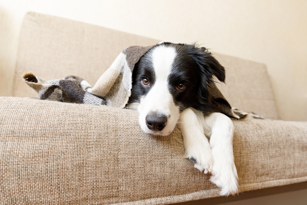 Sunlight, snuggles and serotonin: Your cold front survival guide