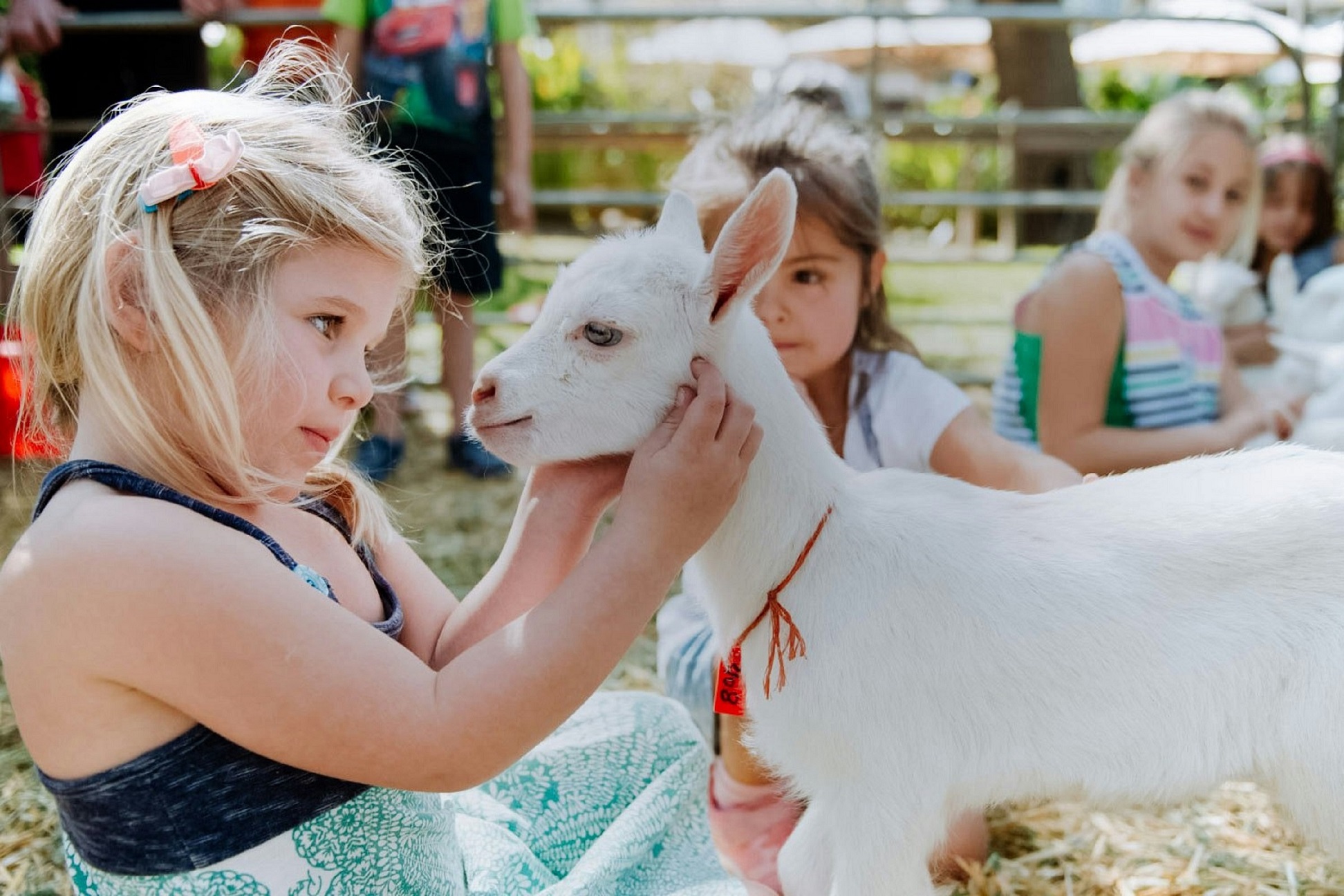 FAIRVIEW'S ADORABLE BABY GOATS CAN'T WAIT TO MEET YOU!