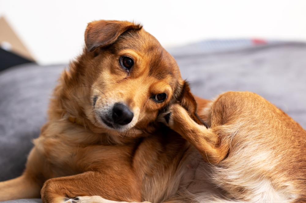 Understanding your pet's allergies and how the right food can help