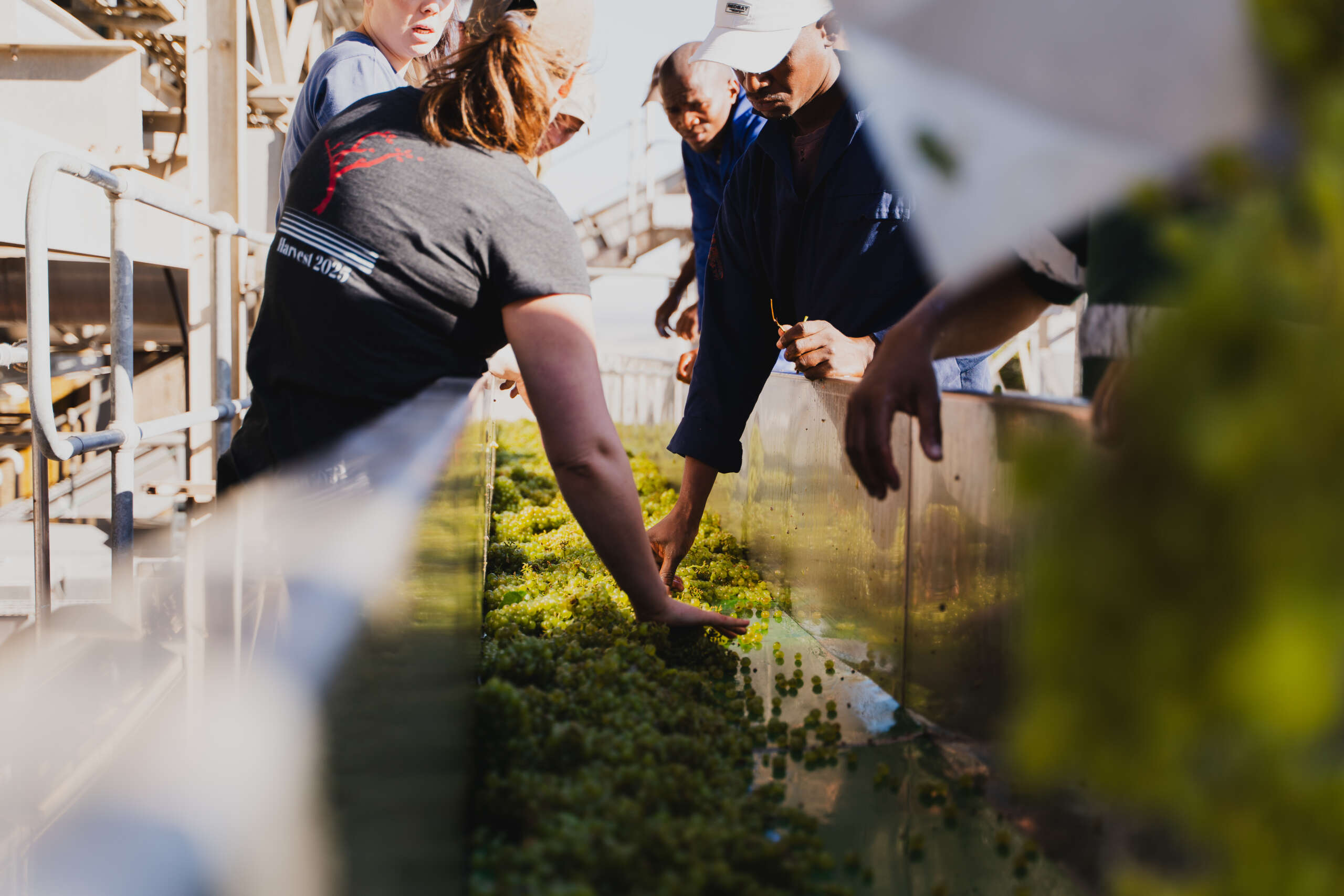 IT’S HARVEST TIME! BLEND YOUR OWN WINE AT DURBANVILLE HILLS