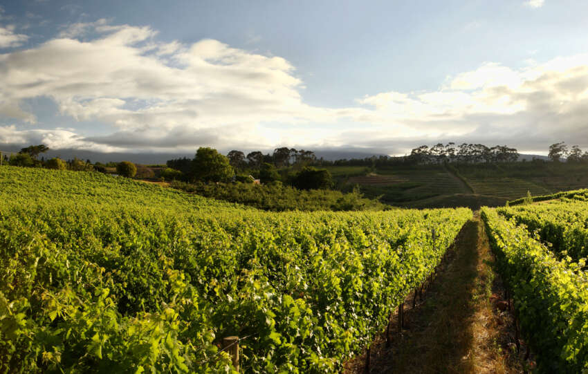 Refined Elegance, Award-Winning Pedigree: Introducing the Neil Ellis Whitehall Chardonnay 2023