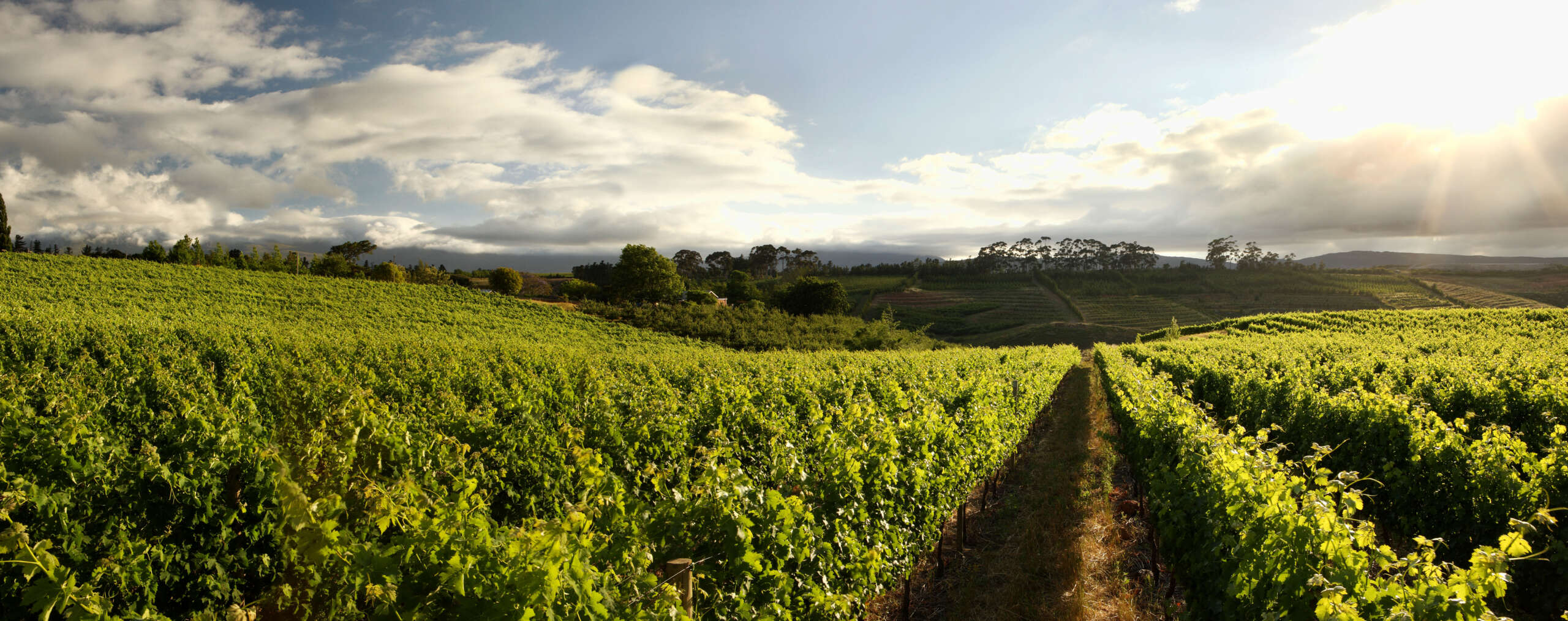 Refined Elegance, Award-Winning Pedigree: Introducing the Neil Ellis Whitehall Chardonnay 2023