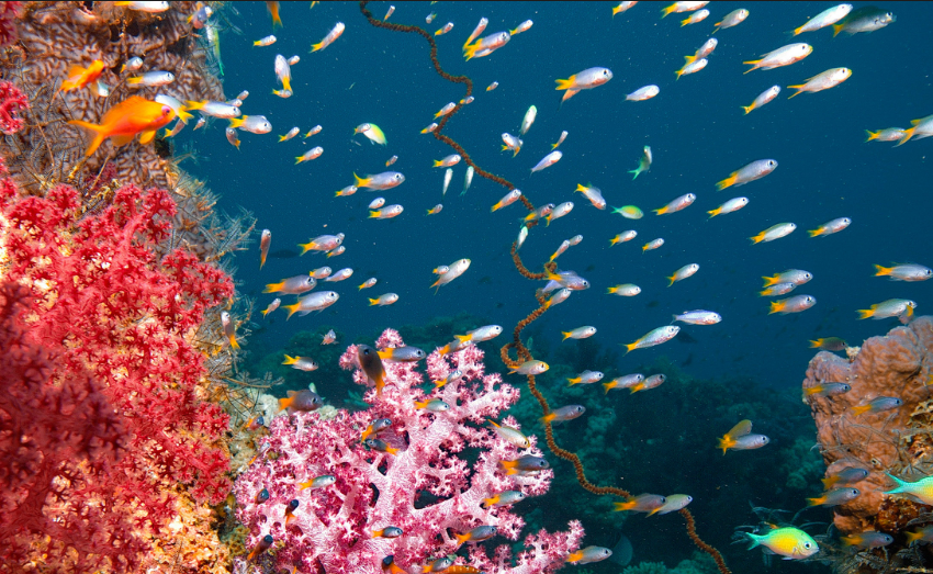 National Geographic Wild goes Beneath the Waves this World Oceans Day