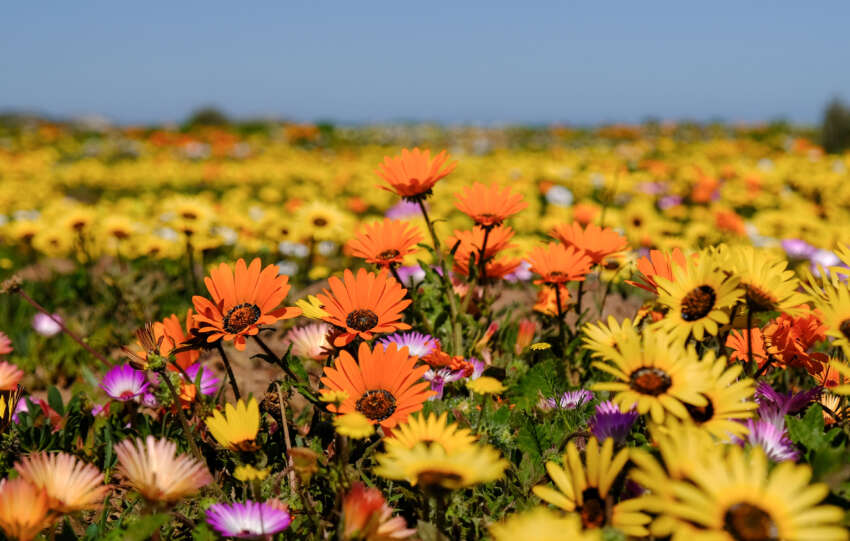 The carefully curated itinerary takes guests through some of the most flower-rich and culturally significant destinations in the Western and Northern Cape, including Clanwilliam, Biedouw Valley, Vanrhynsdorp, Nieuwoudtville, Bokkomlaan, Postberg and the West Coast National Park. Along the way, guests enjoy traditional West Coast hospitality and cuisine, from fresh seafood and local wines to beloved regional favourites such as roosterkoek, snoek, mussels, Sandveld potatoes and the iconic skuinskoek. According to Lerm, all tours have been timed to coincide with peak flowering periods in different regions. "August is traditionally the best time to experience the spectacular blooms of the Biedouw Valley and Nieuwoudtville area, while September shines in the southern regions, particularly Postberg in the West Coast National Park," she says. "Whether you can join us in August or need a little more time to pencil leave into the calendar and travel in September, we have a date and a place waiting for you. Both tours offer exceptional flower viewing, unforgettable landscapes and a true taste of the Weskus." The West Coast Way Flower and Foodie Tour is experiencing unprecedented demand, with 2027 spaces already selling out. For 2026, only two scheduled departures remain, from 14–18 August and 4–8 September, with limited availability. Early Superbloom Signs Surface as 2026 West Coast Way Flower and Foodie Tours Fill Up For those looking for a soulful respite this spring, missing this tour means missing a rare opportunity to take a well-deserved break, reset and experience the West Coast at its most spectacular. Secure your spot by booking the 2026 West Coast Way Flower and Foodie Tour online at https://www.westcoastway.co.za/book-south-africa-flower-tour/.