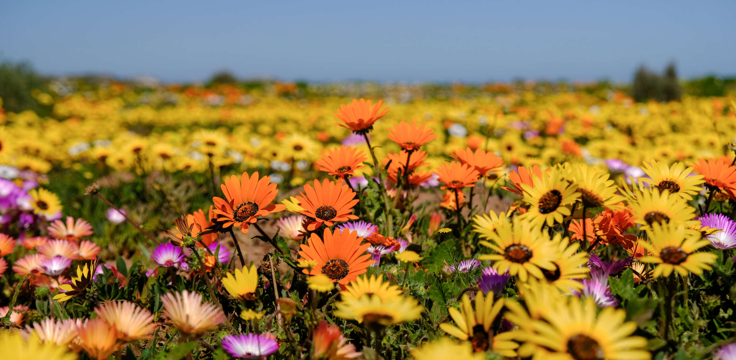 The carefully curated itinerary takes guests through some of the most flower-rich and culturally significant destinations in the Western and Northern Cape, including Clanwilliam, Biedouw Valley, Vanrhynsdorp, Nieuwoudtville, Bokkomlaan, Postberg and the West Coast National Park. Along the way, guests enjoy traditional West Coast hospitality and cuisine, from fresh seafood and local wines to beloved regional favourites such as roosterkoek, snoek, mussels, Sandveld potatoes and the iconic skuinskoek. According to Lerm, all tours have been timed to coincide with peak flowering periods in different regions. "August is traditionally the best time to experience the spectacular blooms of the Biedouw Valley and Nieuwoudtville area, while September shines in the southern regions, particularly Postberg in the West Coast National Park," she says. "Whether you can join us in August or need a little more time to pencil leave into the calendar and travel in September, we have a date and a place waiting for you. Both tours offer exceptional flower viewing, unforgettable landscapes and a true taste of the Weskus." The West Coast Way Flower and Foodie Tour is experiencing unprecedented demand, with 2027 spaces already selling out. For 2026, only two scheduled departures remain, from 14–18 August and 4–8 September, with limited availability. Early Superbloom Signs Surface as 2026 West Coast Way Flower and Foodie Tours Fill Up For those looking for a soulful respite this spring, missing this tour means missing a rare opportunity to take a well-deserved break, reset and experience the West Coast at its most spectacular. Secure your spot by booking the 2026 West Coast Way Flower and Foodie Tour online at https://www.westcoastway.co.za/book-south-africa-flower-tour/.