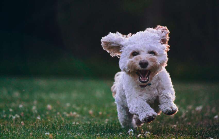 Five common misconceptions about caring for small dogs, according to a vet