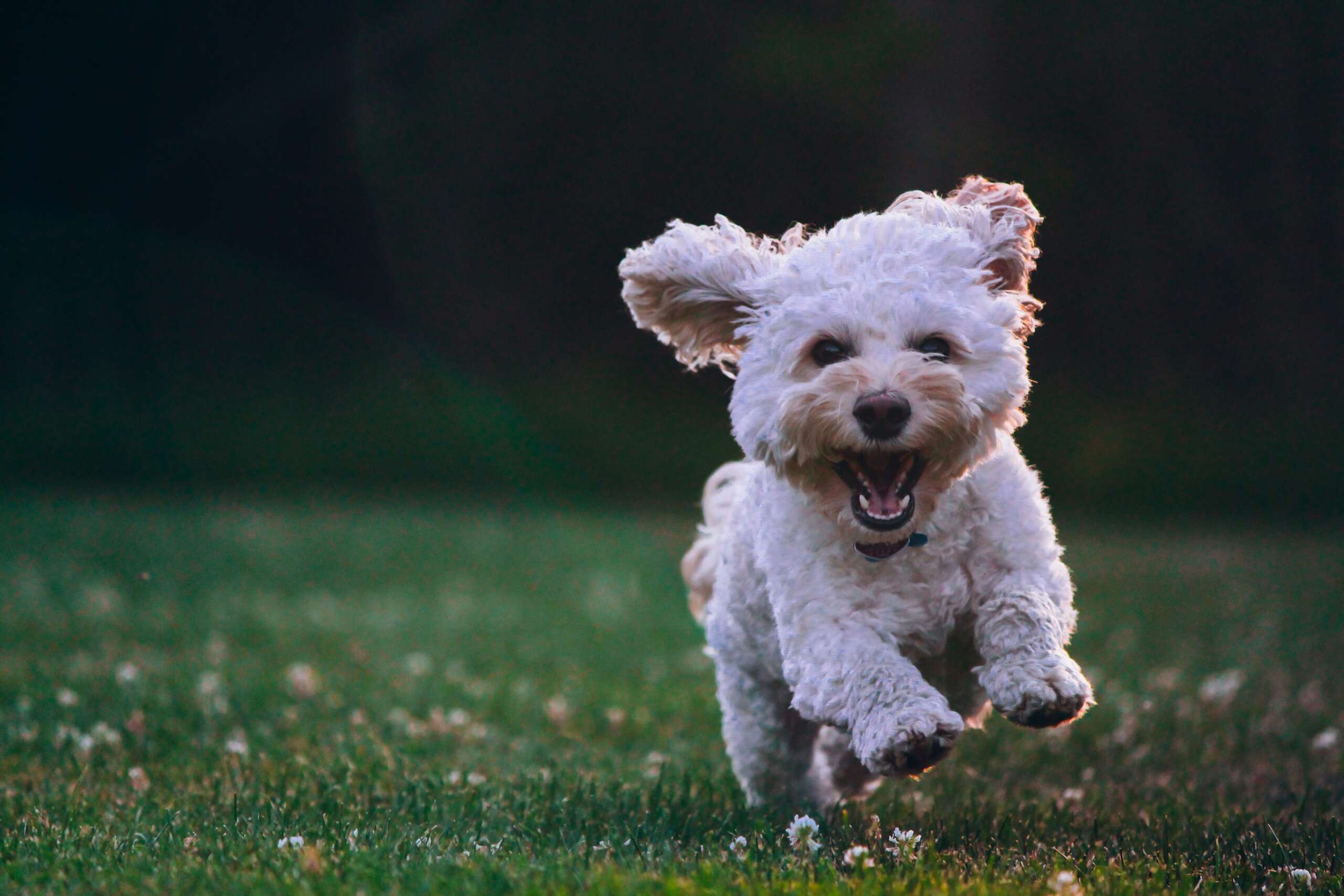 Five common misconceptions about caring for small dogs, according to a vet