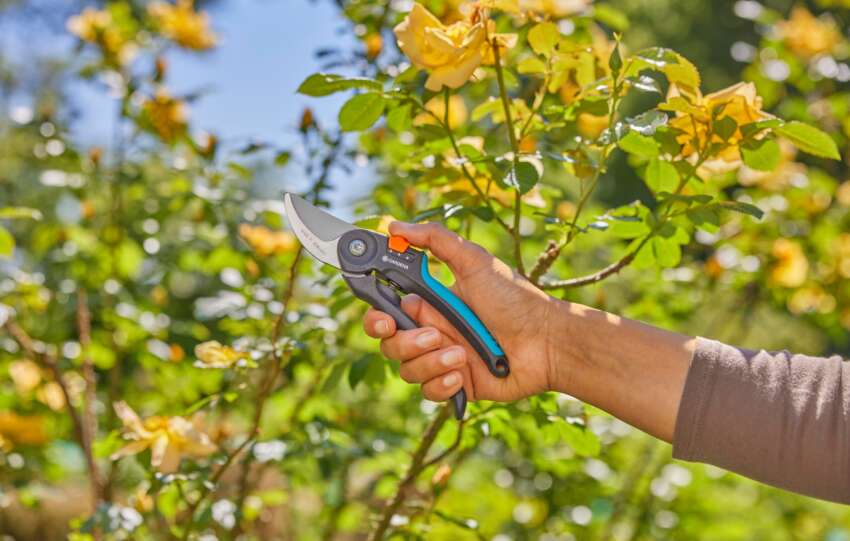 WINTER PRUNING: WHAT TO CUT BACK NOW (AND WHAT TO LEAVE UNTIL SPRING)