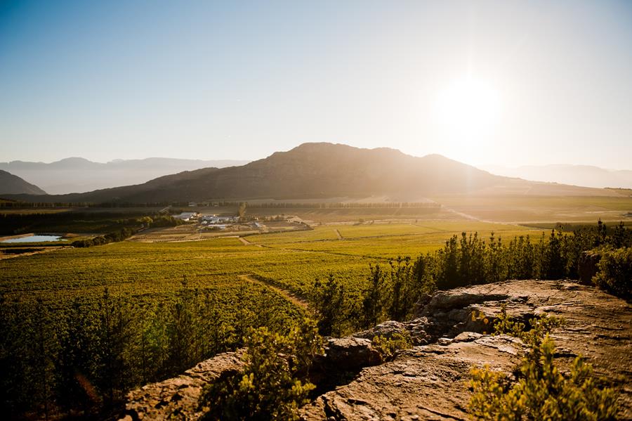 PIEKENIERSKLOOF WINES UNVEILS RARE OLD VINES PALOMINO FROM STELLAR 2025 VINTAGE