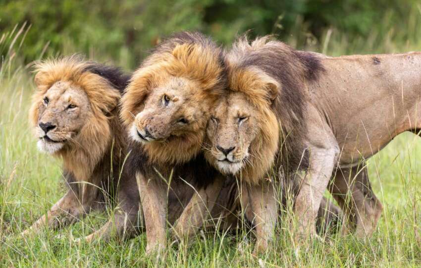 NATIONAL GEOGRAPHIC REVEALS TRAILER FOR LION - AN EPIC FOUR-PART EVENT SERIES THAT FOLLOWS A CUB'S EXTRAORDINARY JOURNEY TO BECOME A KING
