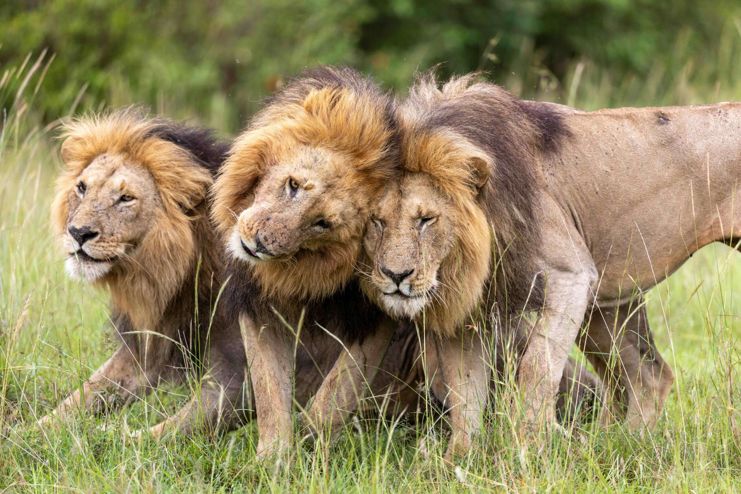 NATIONAL GEOGRAPHIC REVEALS TRAILER FOR LION - AN EPIC FOUR-PART EVENT SERIES THAT FOLLOWS A CUB'S EXTRAORDINARY JOURNEY TO BECOME A KING