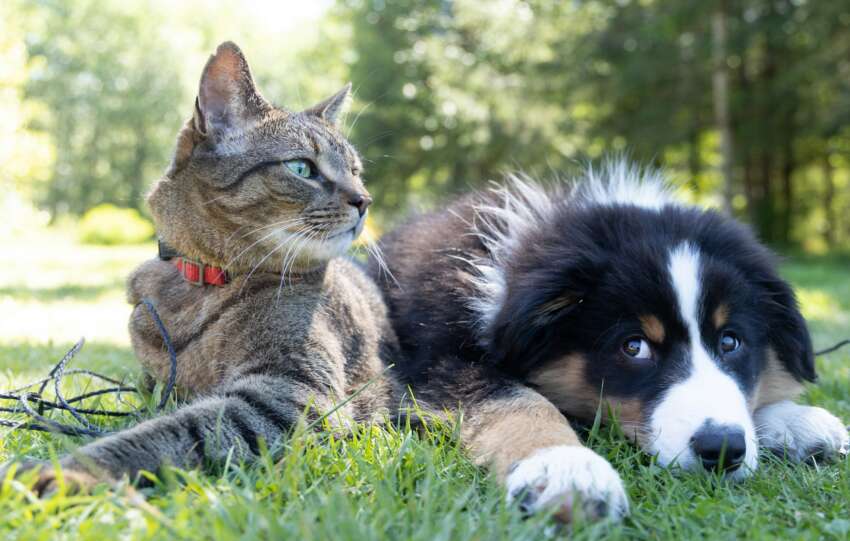 The one who's always pleased to see you: why pets belong in the mental health conversation