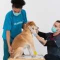 Peace of Mind is a Sure Thing: Why More South Africans Are Turning to Pet Insurance