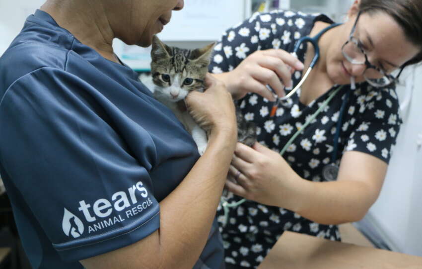 Join the Woof & Whiskers Club: Small Monthly Gifts, Big Impact for Animals in Need