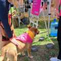 Parkhurst Village Fair Came Alive as the Community Turned Out in Force