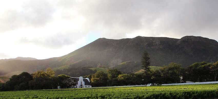 Groot Constantia's Pinotage Legacy Continues to Earn Recognition